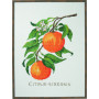 Zestaw do haftu Permin Citrus-senensis 29x39cm
